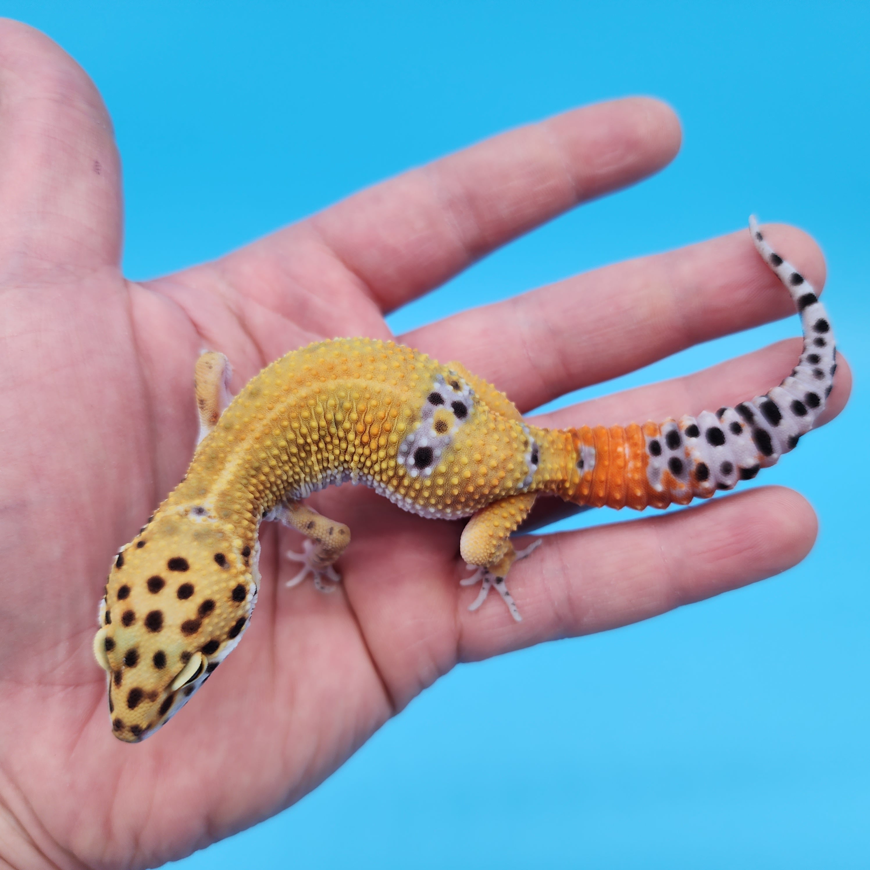 Male Mandarin Inferno Tangerine 100% Het Tremper Albino Leopard Gecko ...