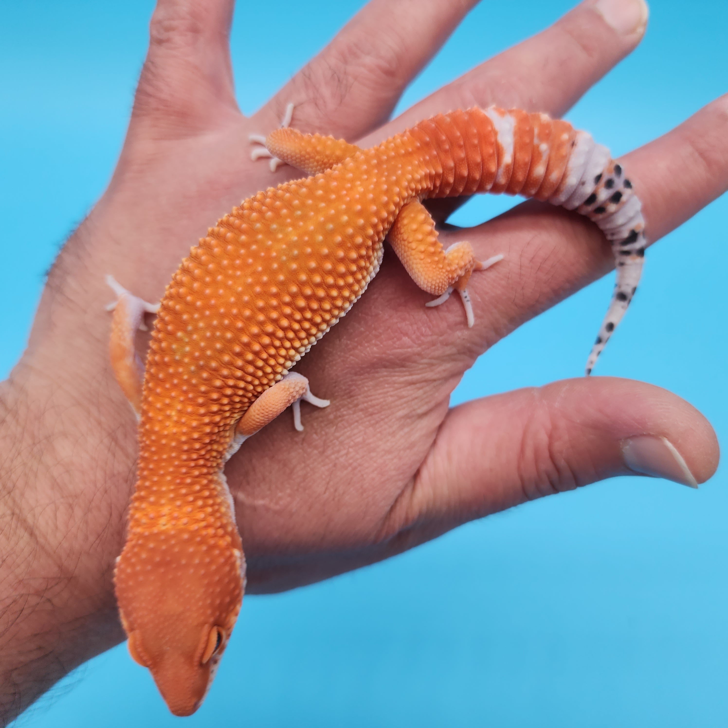 Male Mandarin Inferno Tangerine Super Hypo Baldy Leopard Gecko (AMAZIN