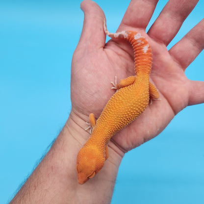 Female Mandarin Inferno Tangerine Tremper Albino Super Hypo Leopard Gecko (Beautiful Gecko)