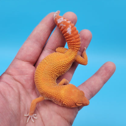 Female Mandarin Inferno Tangerine Tremper Albino Super Hypo Leopard Gecko (Beautiful Gecko)