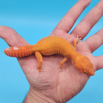 Female Mandarin Inferno Tangerine Tremper Albino Super Hypo Leopard Gecko (Beautiful Gecko)