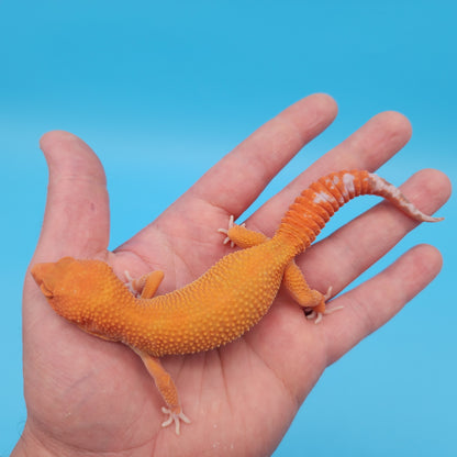 Female Mandarin Inferno Tangerine Tremper Albino Super Hypo Leopard Gecko (Beautiful Gecko)