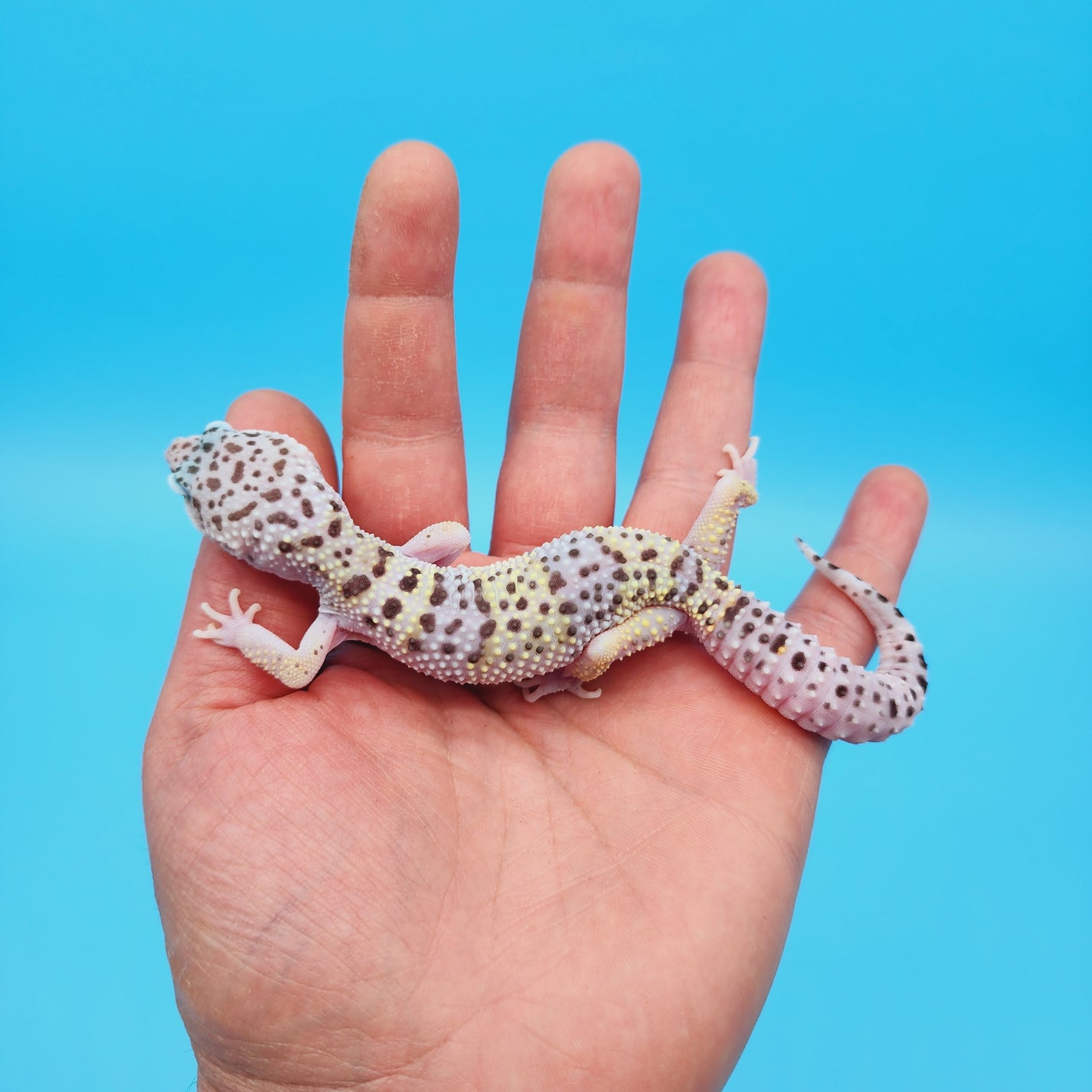 Male Pure Fasciolatus Leopard Gecko – Geeky Gecko Creations