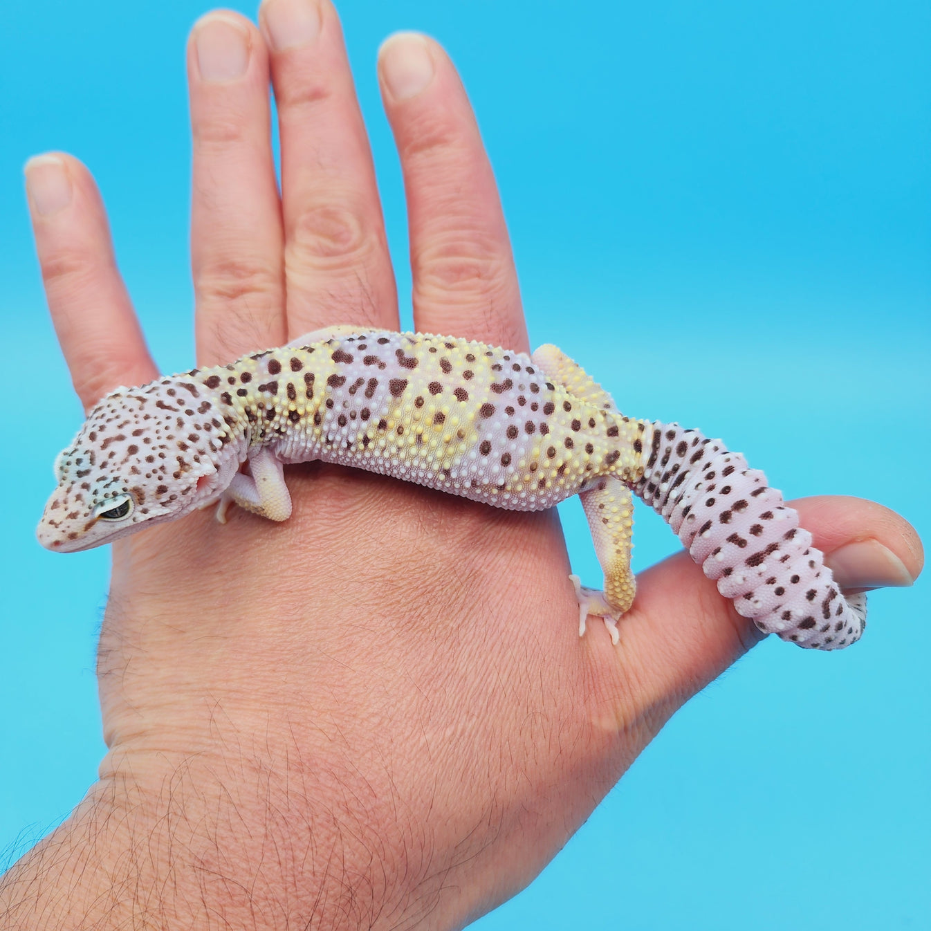 Female Pure Fasciolatus Leopard Gecko – Geeky Gecko Creations