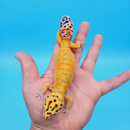 Female Mandarin Inferno Tangerine Emerine Possible White & Yellow Leopard Gecko