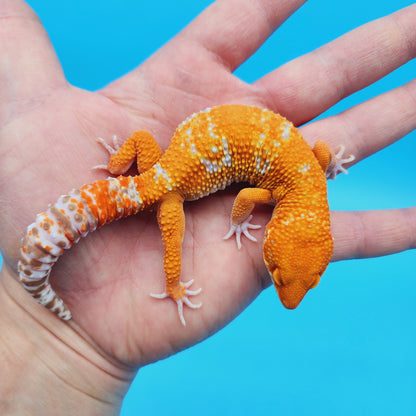 Male Paint Splatter Mandarin Inferno Tangerine Tremper Albino Leopard Gecko (slight tail nub)