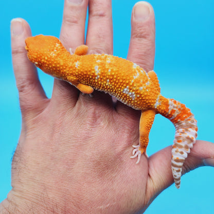 Male Paint Splatter Mandarin Inferno Tangerine Tremper Albino Leopard Gecko (slight tail nub)