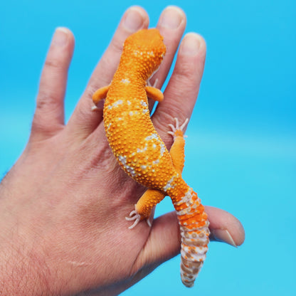 Male Paint Splatter Mandarin Inferno Tangerine Tremper Albino Leopard Gecko (slight tail nub)