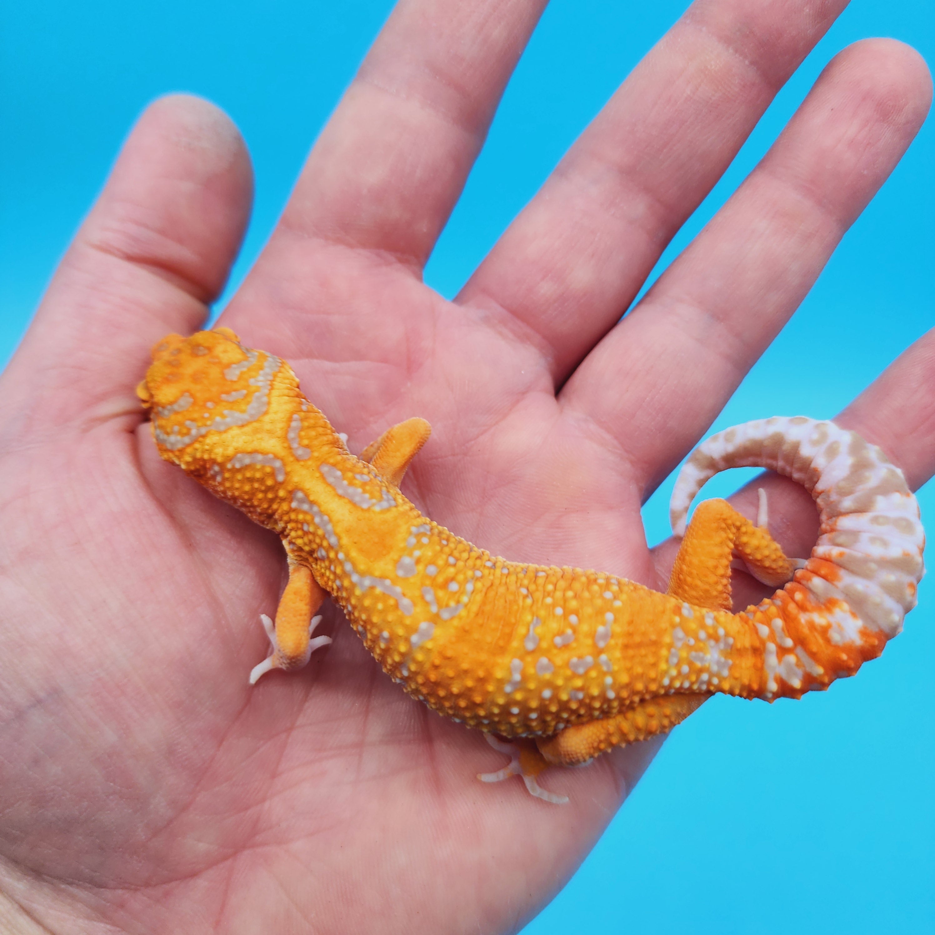 Female Mandarin Inferno Jungle Tremper Albino Leopard Gecko (slow grow