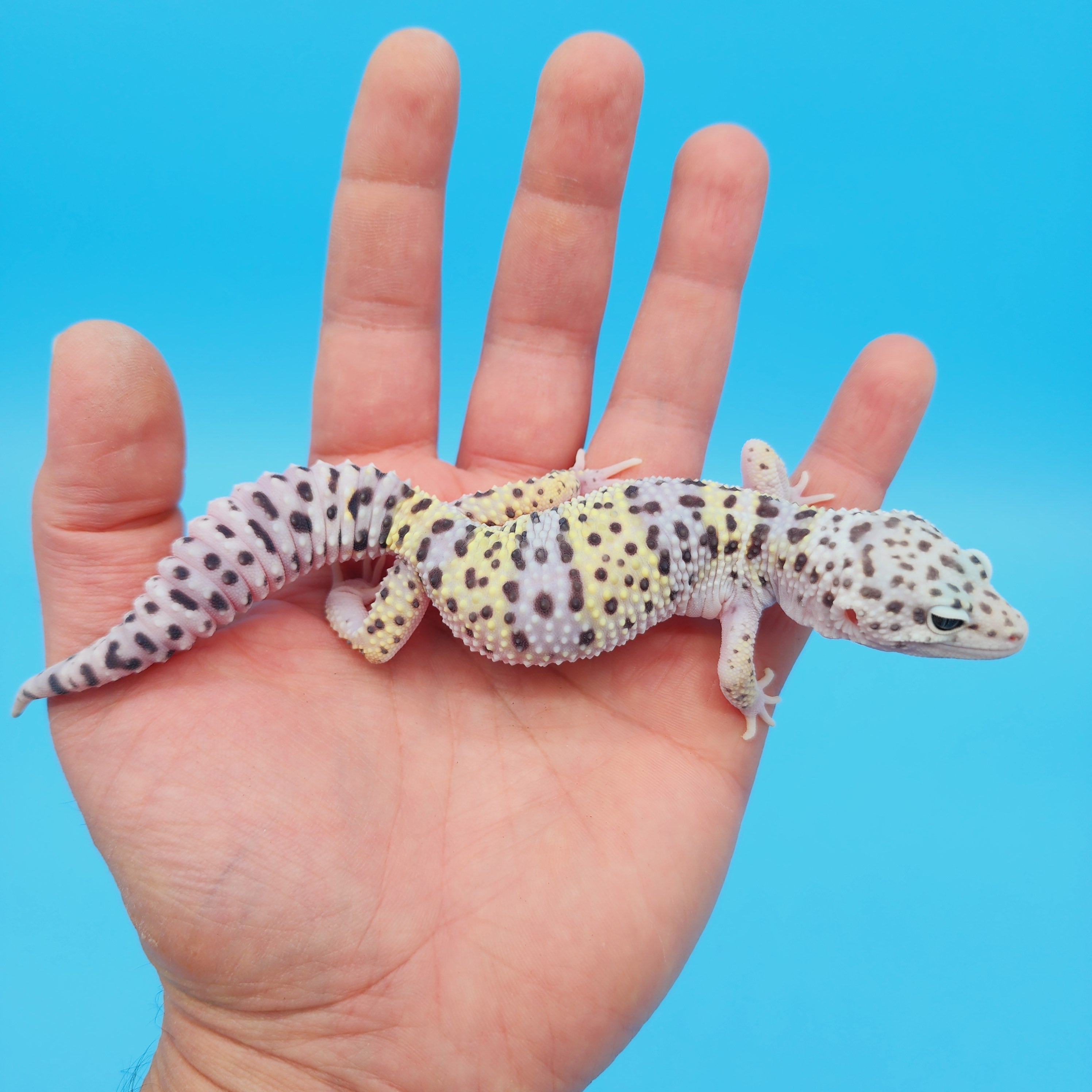 Female FREEZE Fasciolatus Mack Snow Leopard Gecko – Geeky Gecko Creations