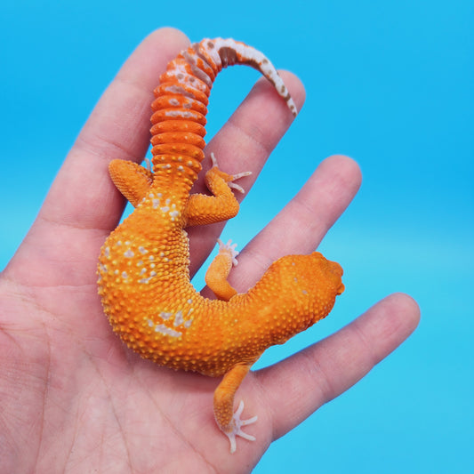 Female Mandarin Inferno Tremper Albino White Spot Leopard Gecko