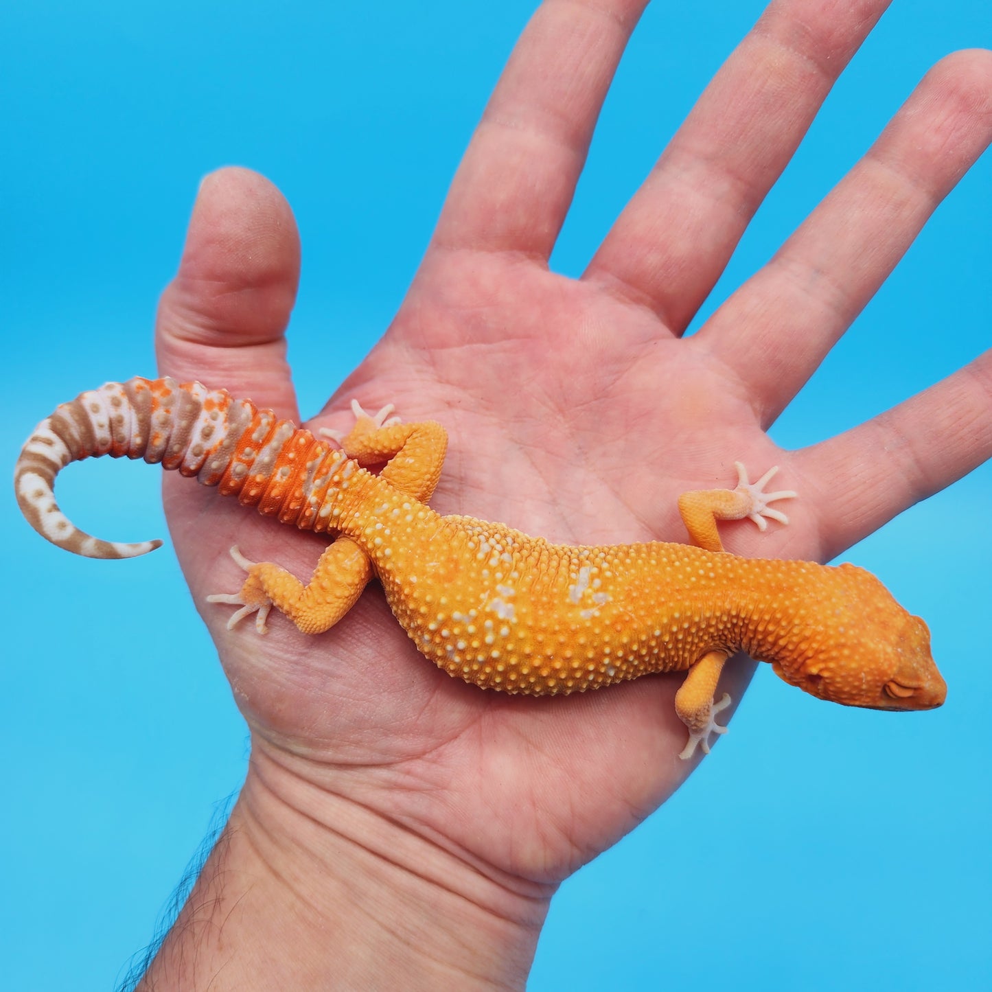 Male Mandarin Inferno Tremper Albino White Spot Leopard Gecko