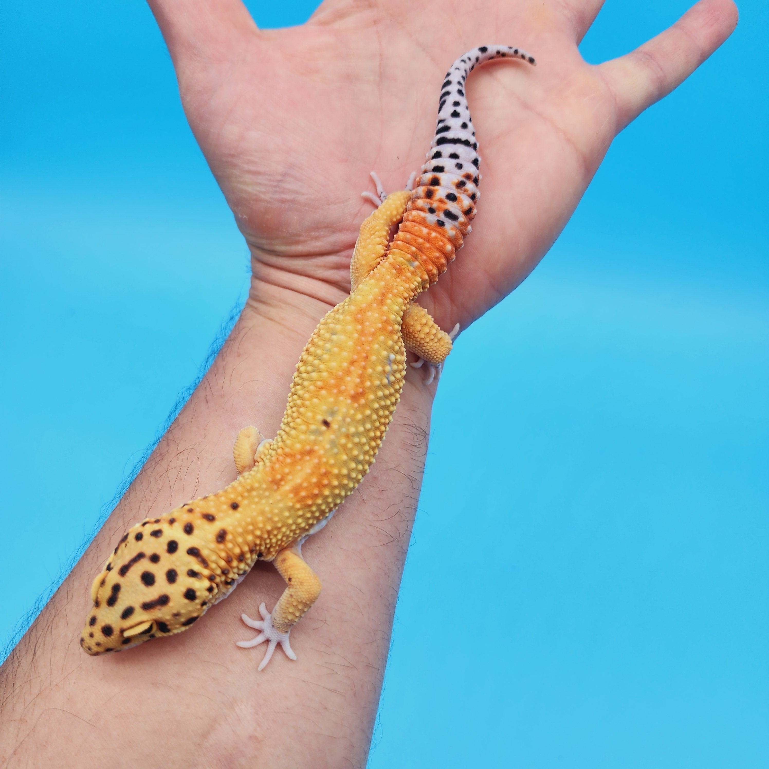 Male Mandarin Inferno Tangerine Bold Emerine Jungle Leopard Gecko