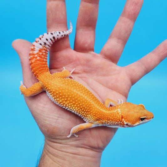 Male Mandarin Inferno Tangerine Bold White & Yellow Super Hypo Leopard Gecko