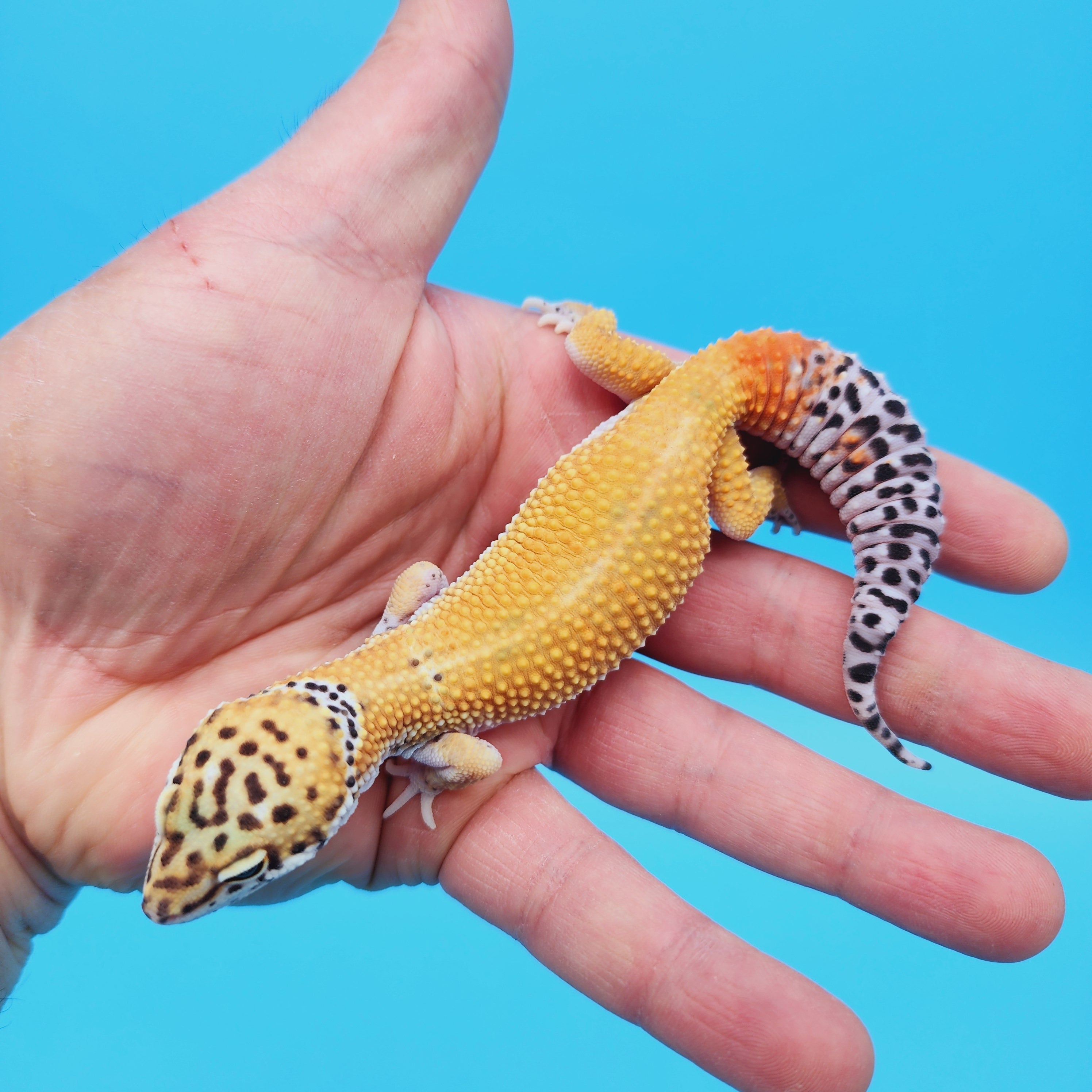 Male Super Hypo Turcmenicus Afghanicus Mandarin Inferno Leopard Gecko