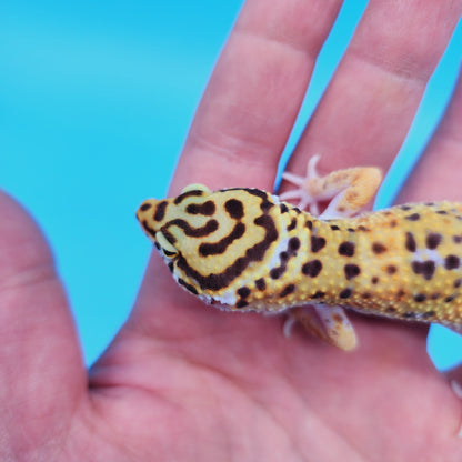 Female Mandarin Tangerine Turcmenicus Emerine Leopard Gecko