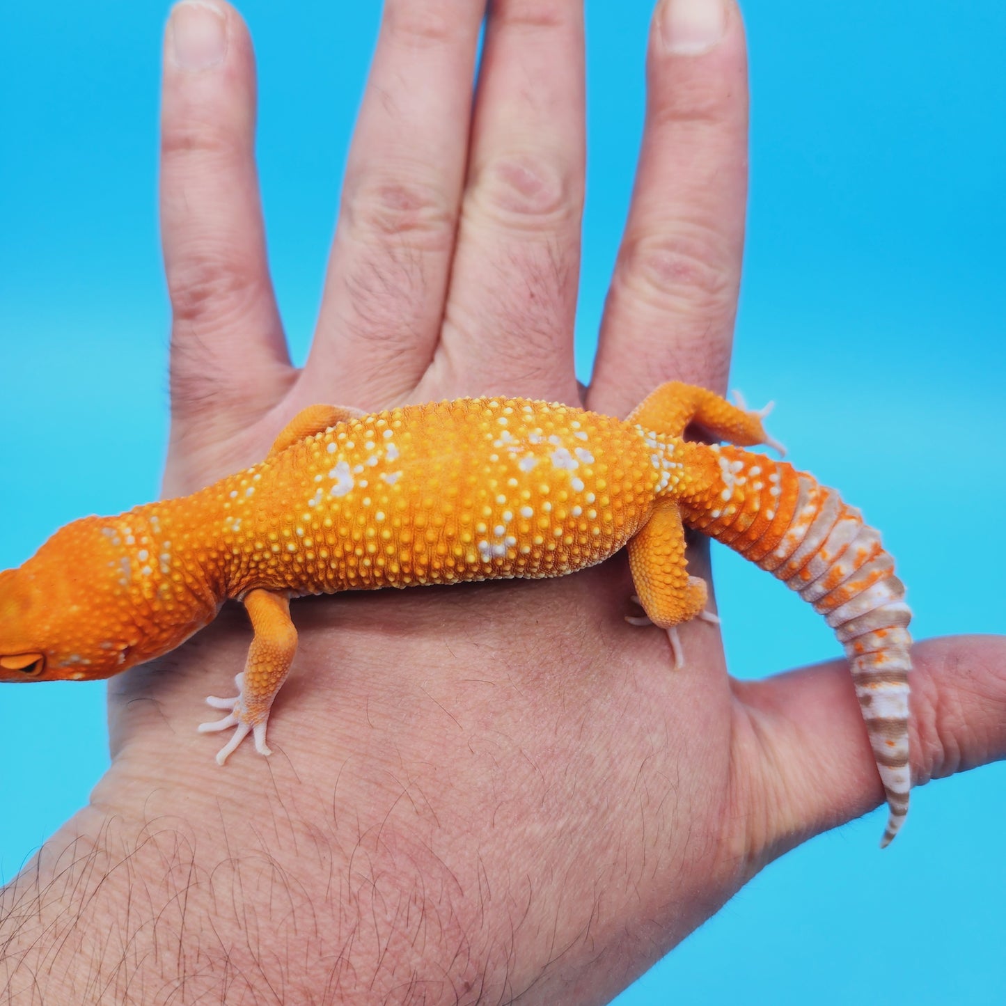 Female Mandarin Inferno Tangerine Tremper Albino White Spot Leopard Gecko