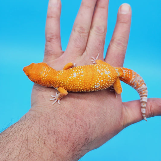 Female Mandarin Inferno Tangerine Tremper Albino White Spot Leopard Gecko