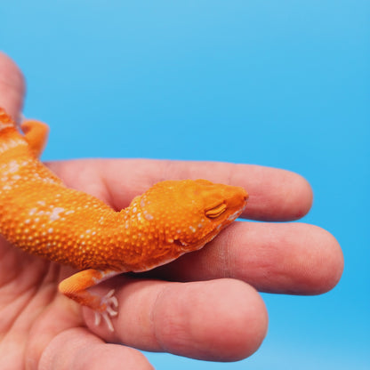 Female Mandarin Inferno Tangerine Tremper Albino White Spot Leopard Gecko