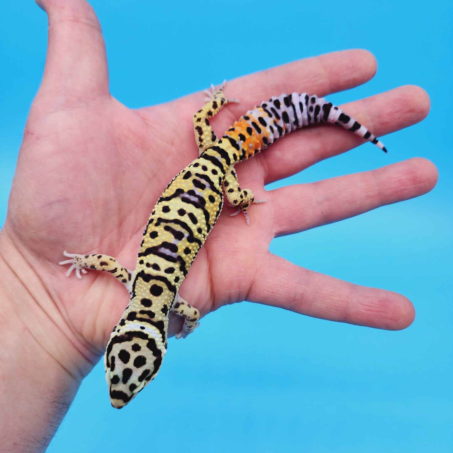 Male TRI-Color Hyper Xanthic Afghan Bold Bandit Leopard Gecko