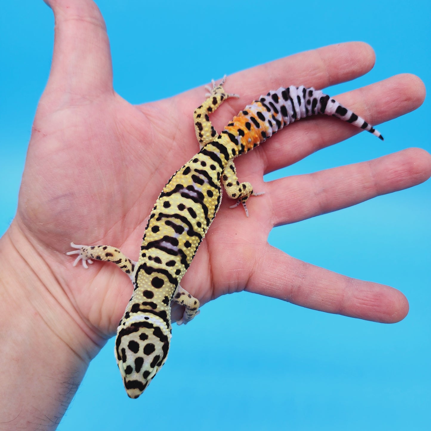 Male TRI-Color Hyper Xanthic Afghan Bold Bandit Leopard Gecko