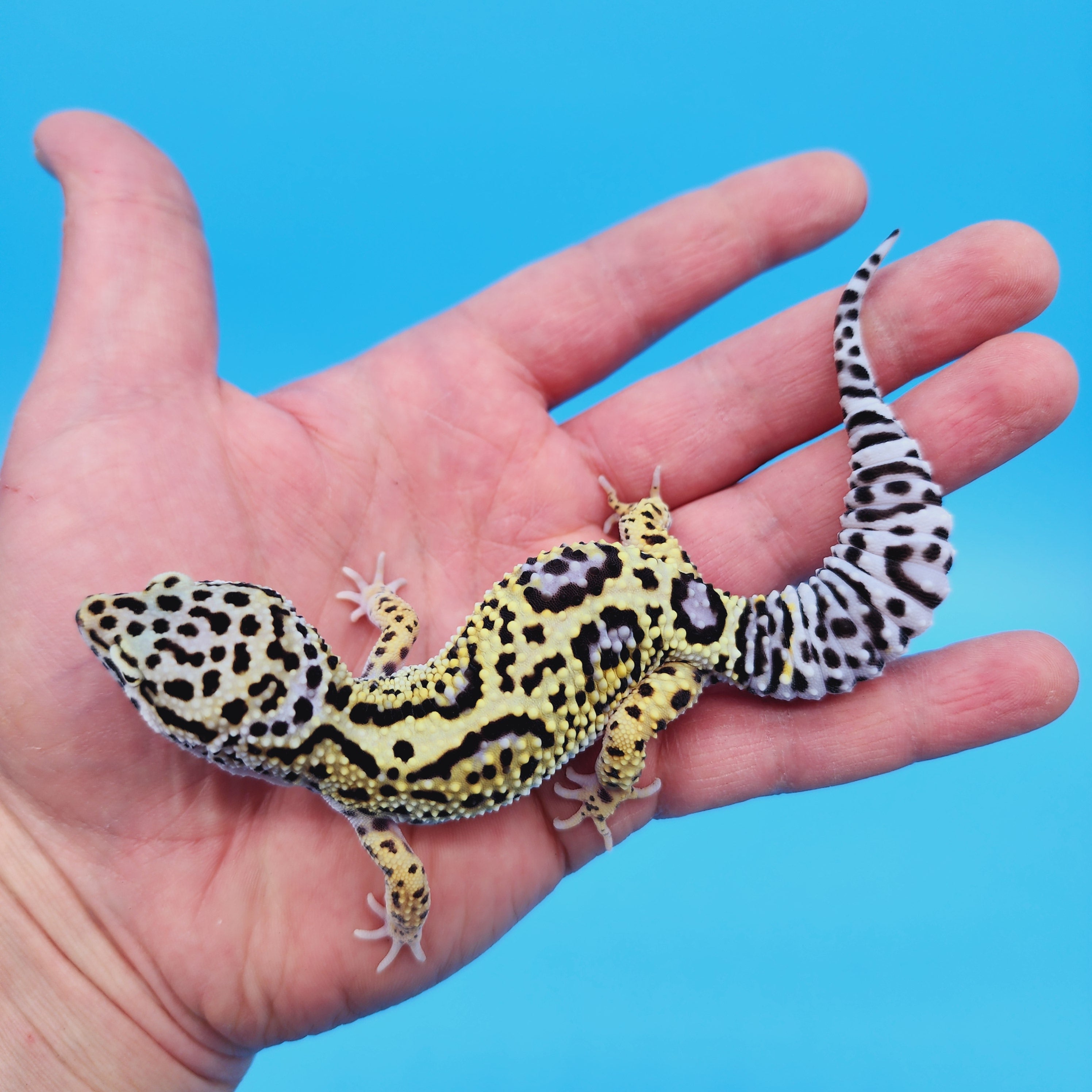 Female Afghan Mack Snow Leopard Gecko – Geeky Gecko Creations