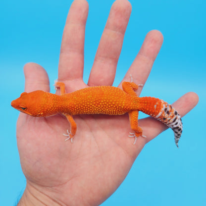 Female Red Dragon (Mandarin Inferno Tangerine High Orange/Red) Leopard Gecko