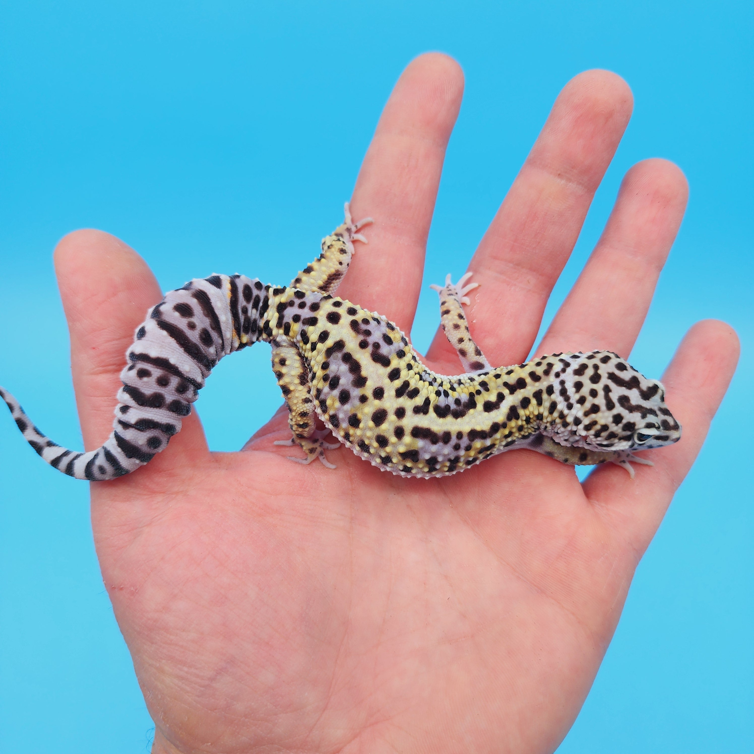 Female Afghan Mack Snow Leopard Gecko – Geeky Gecko Creations