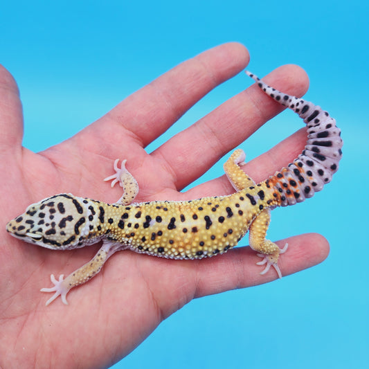 Male Mandarin Inferno Tangerine Afghan Turcmenicus Leopard Gecko