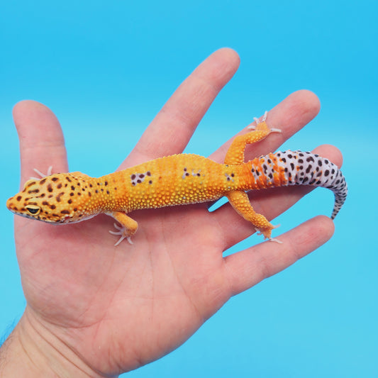 Male Mandarin Turcmenicus Leopard Gecko