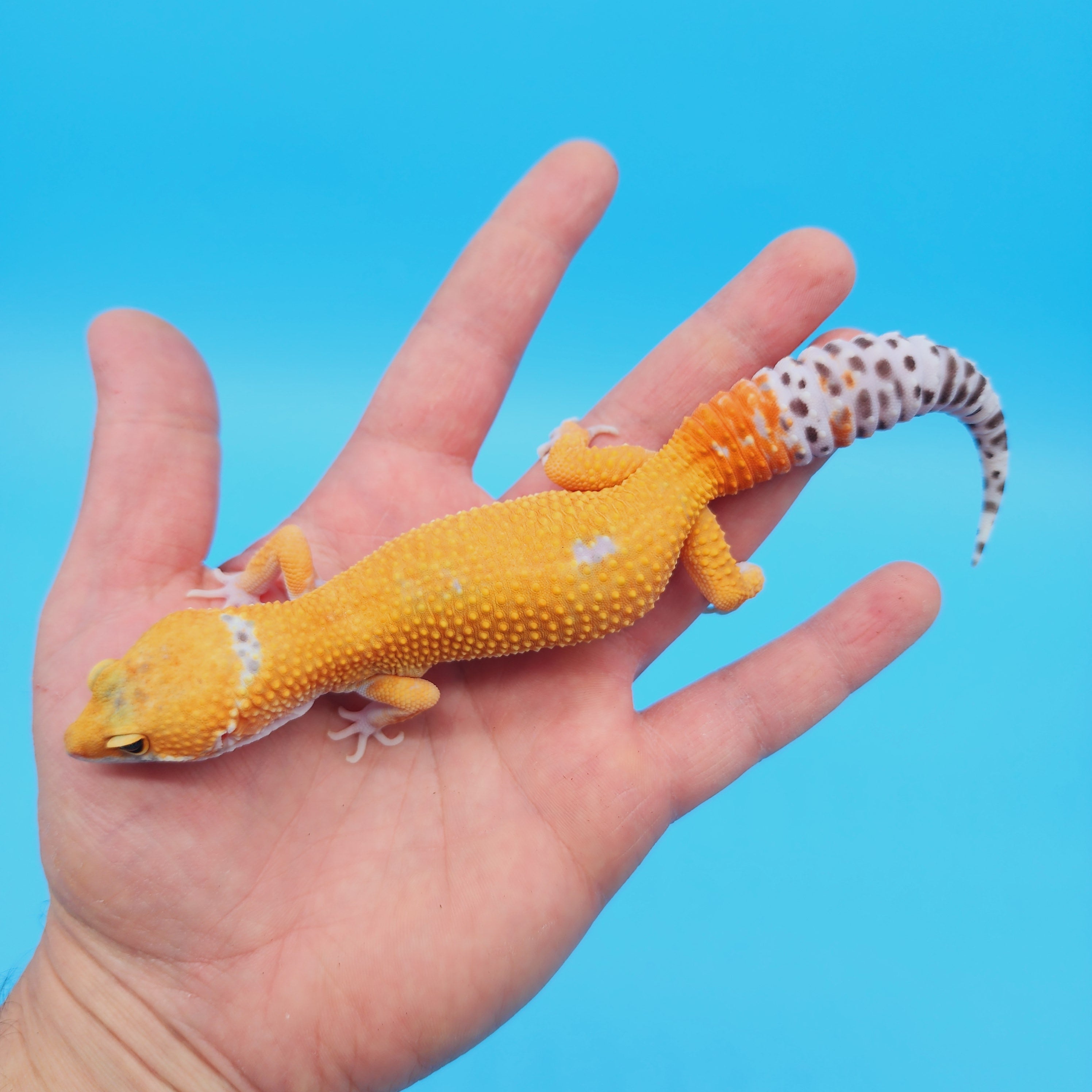 Male Mandarin Turcmenicus Hypo Leopard Gecko – Geeky Gecko Creations