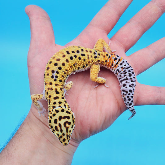 Male Mandarin Inferno Afghanicus Turcmenicus Leopard Gecko