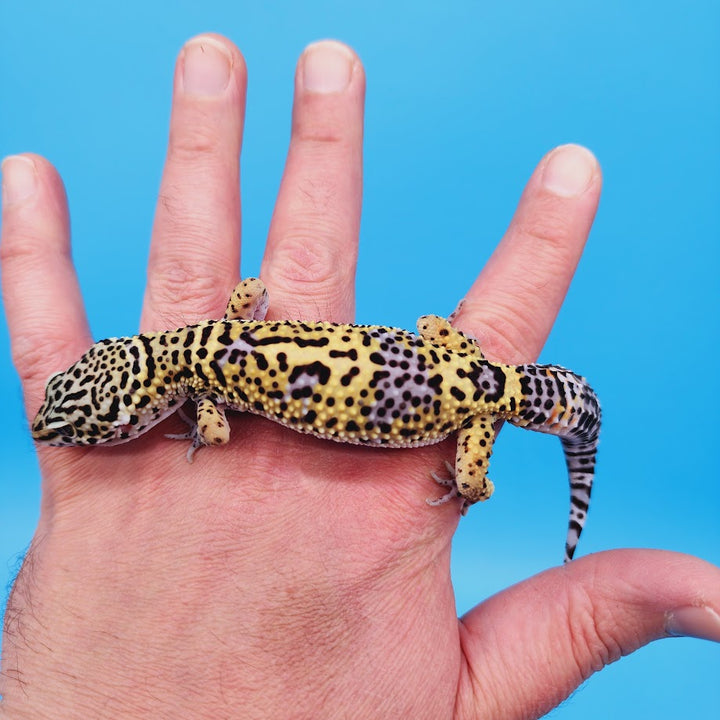 Black Night Leopard Geckos for Sale – Geeky Gecko Creations