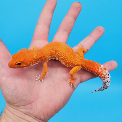 Male Mandarin Inferno Super Hypo Tangerine Leopard Gecko