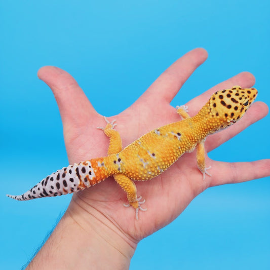 Male Mandarin Turcmenicus Leopard Gecko