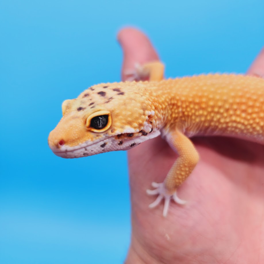 Male Super Hypo Mandarin Turcmenicus Leopard Gecko