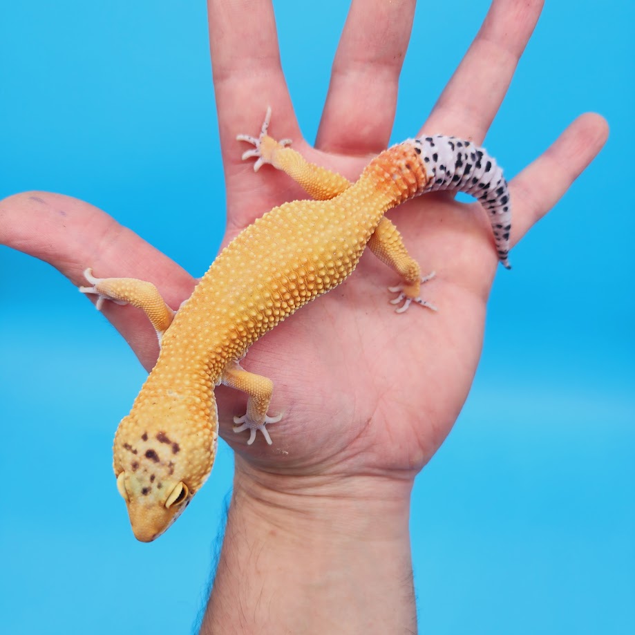 Male Super Hypo Mandarin Turcmenicus Leopard Gecko