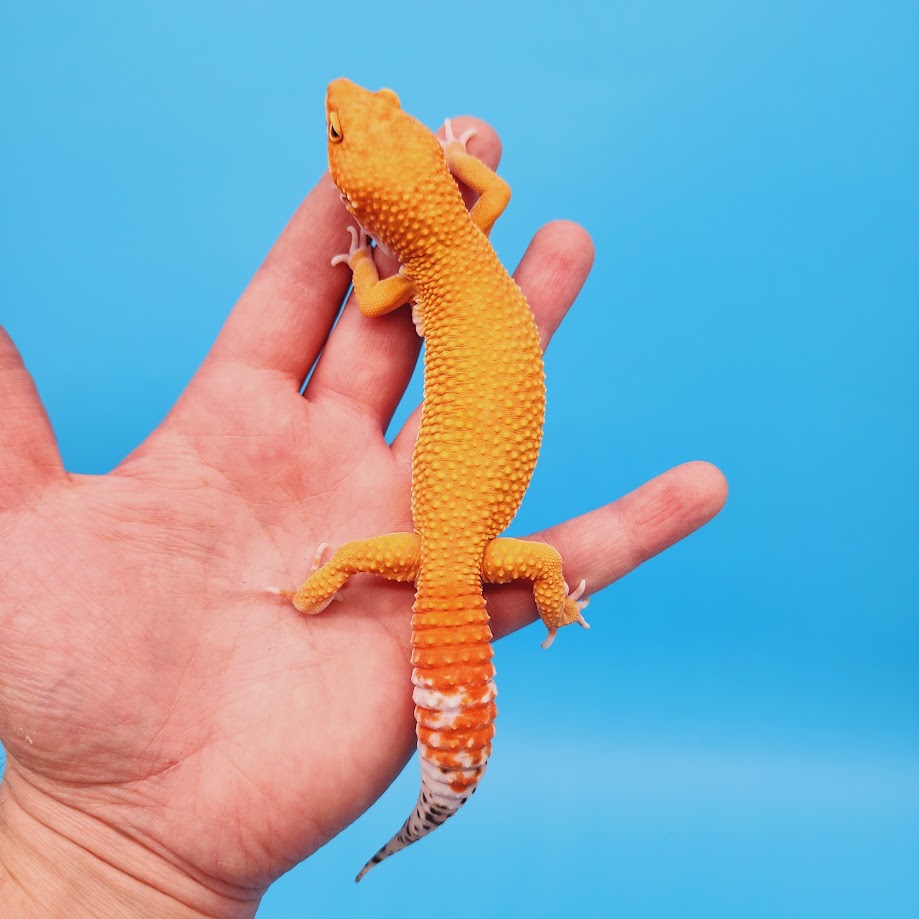 Male Super Hypo Mandarin Inferno Bold Baldy Leopard Gecko