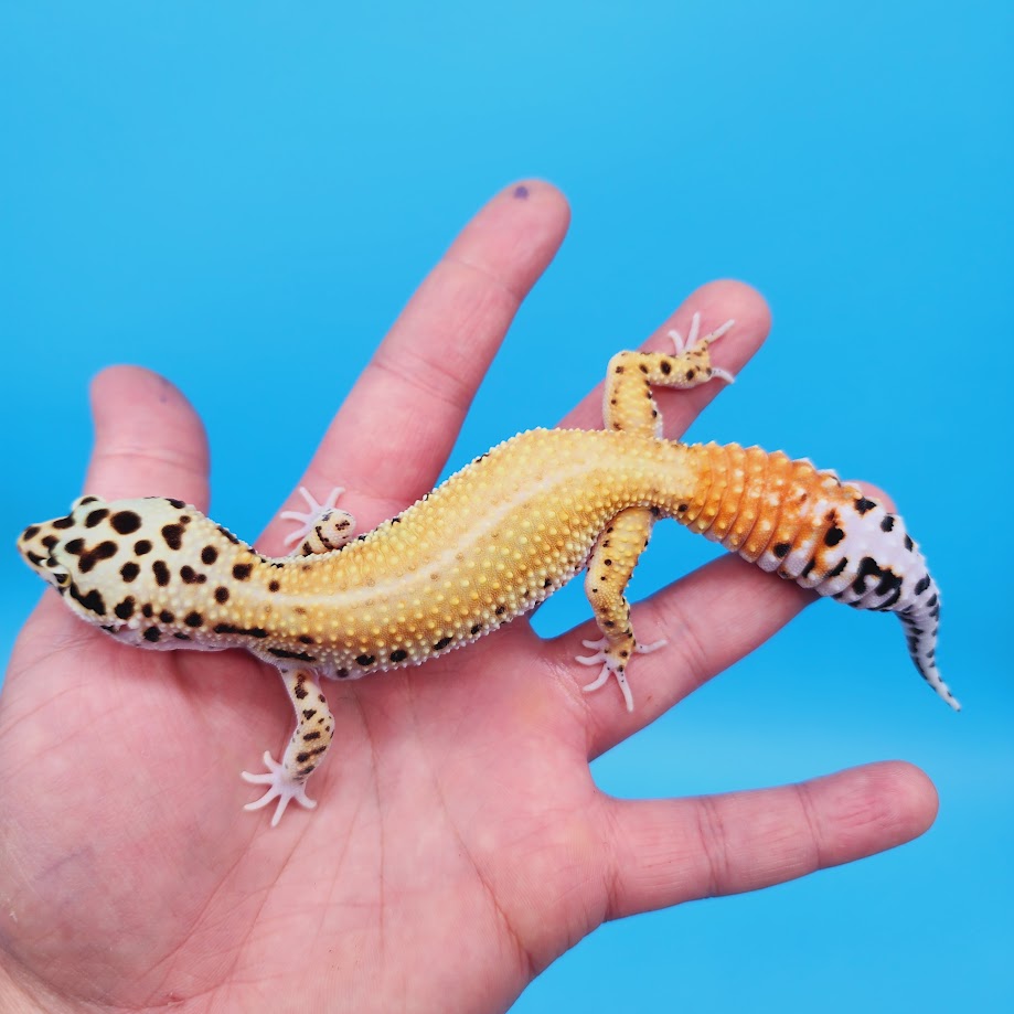 Female Super Hypo Clown Blood Emerine Leopard Gecko (Norman Davis Lega ...