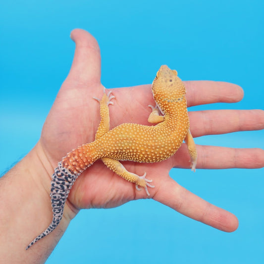 Male Mandarin Inferno Afghanicus Turcmenicus Super Hypo Leopard Gecko