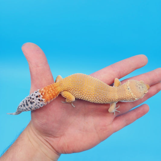 Male Mandarin Turcmenicus Super Hypo Leopard Gecko (in shed)