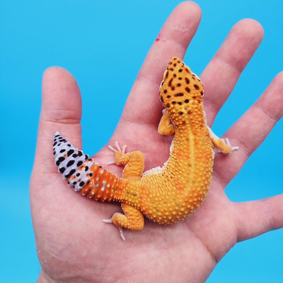 Female Mandarin Inferno Emerine Leopard Gecko (funny tail) – Geeky ...