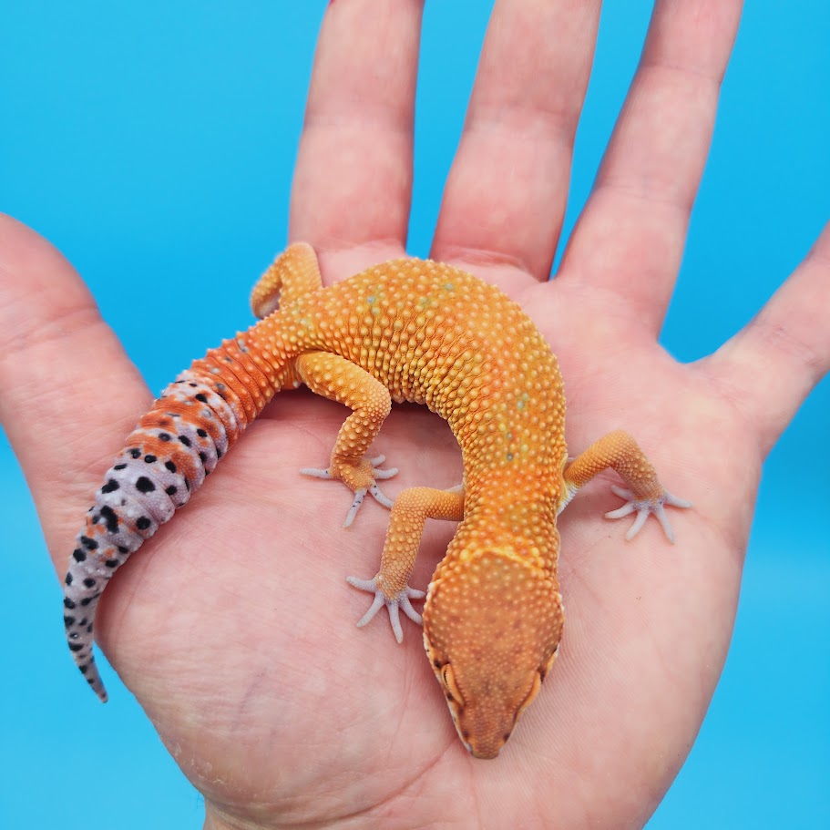 Male Mandarin Inferno Emerine Leopard Gecko