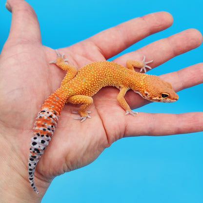 Male Mandarin Inferno Emerine Leopard Gecko