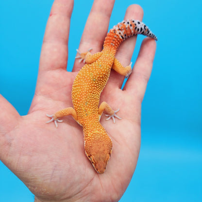 Male Mandarin Inferno Emerine Leopard Gecko