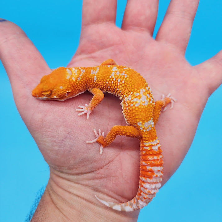 Female Inferno Tremper White Spot Leopard Gecko