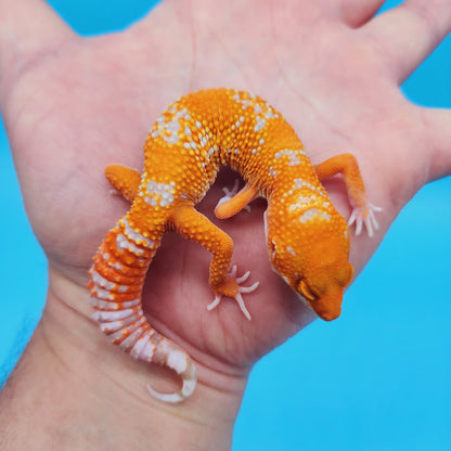 Female Inferno Tremper White Spot Leopard Gecko