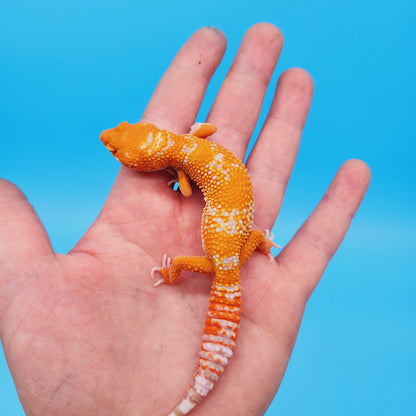 Female Inferno Tremper White Spot Leopard Gecko