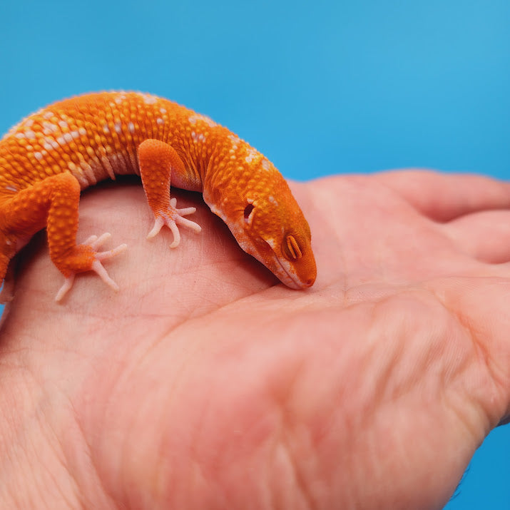 Female Inferno Tremper White Spot Leopard Gecko