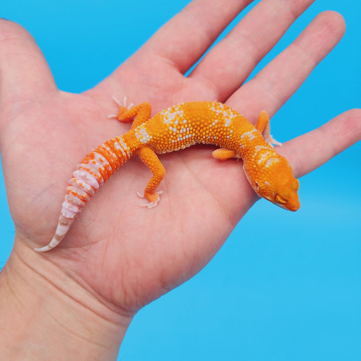 Female Inferno Tremper White Spot Leopard Gecko